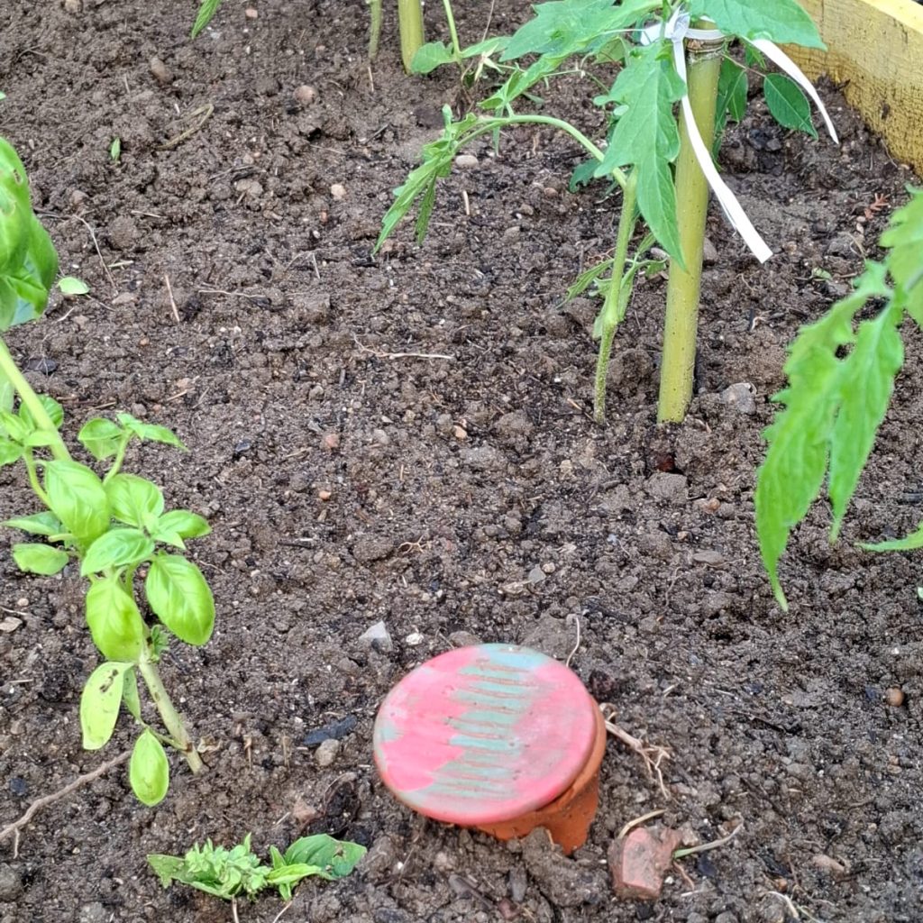 olla-dans-potager